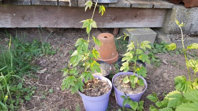 20190501_185446_resized_1.jpg