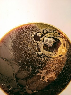 fermenteur 1
