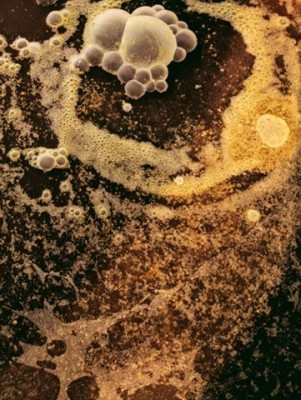 fermenteur 1 agrandi